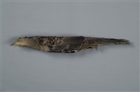 藏品(金背鳩)的圖片